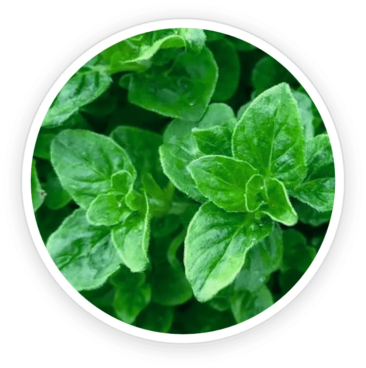 Oregano Leaf Oil