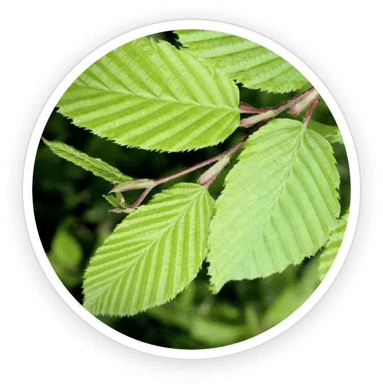 Slippery Elm Bark